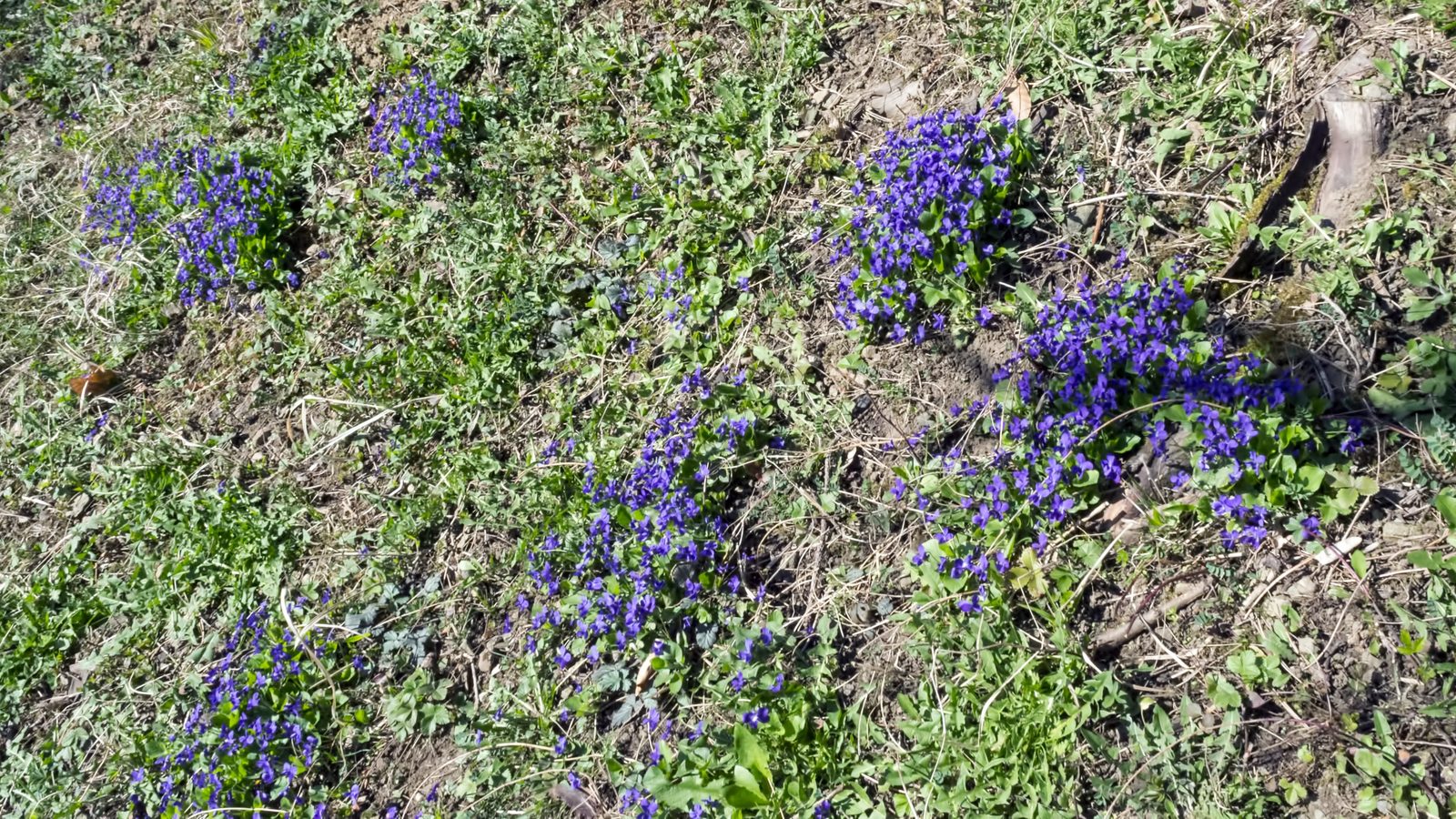 19-Mar Celandines & Violets Section Image