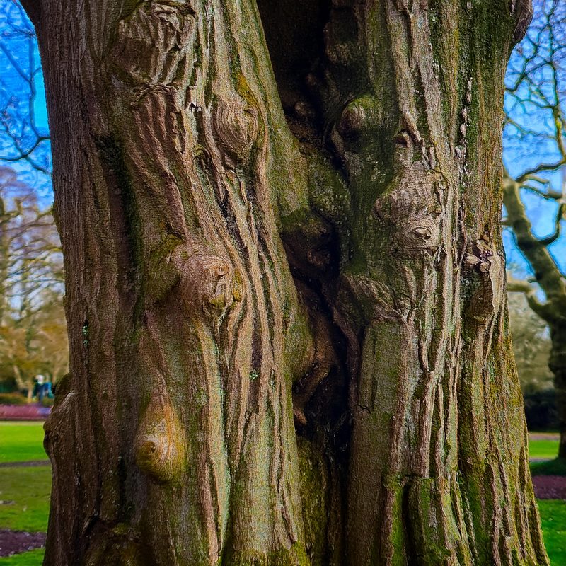 19-Jan Winter Tree Barks