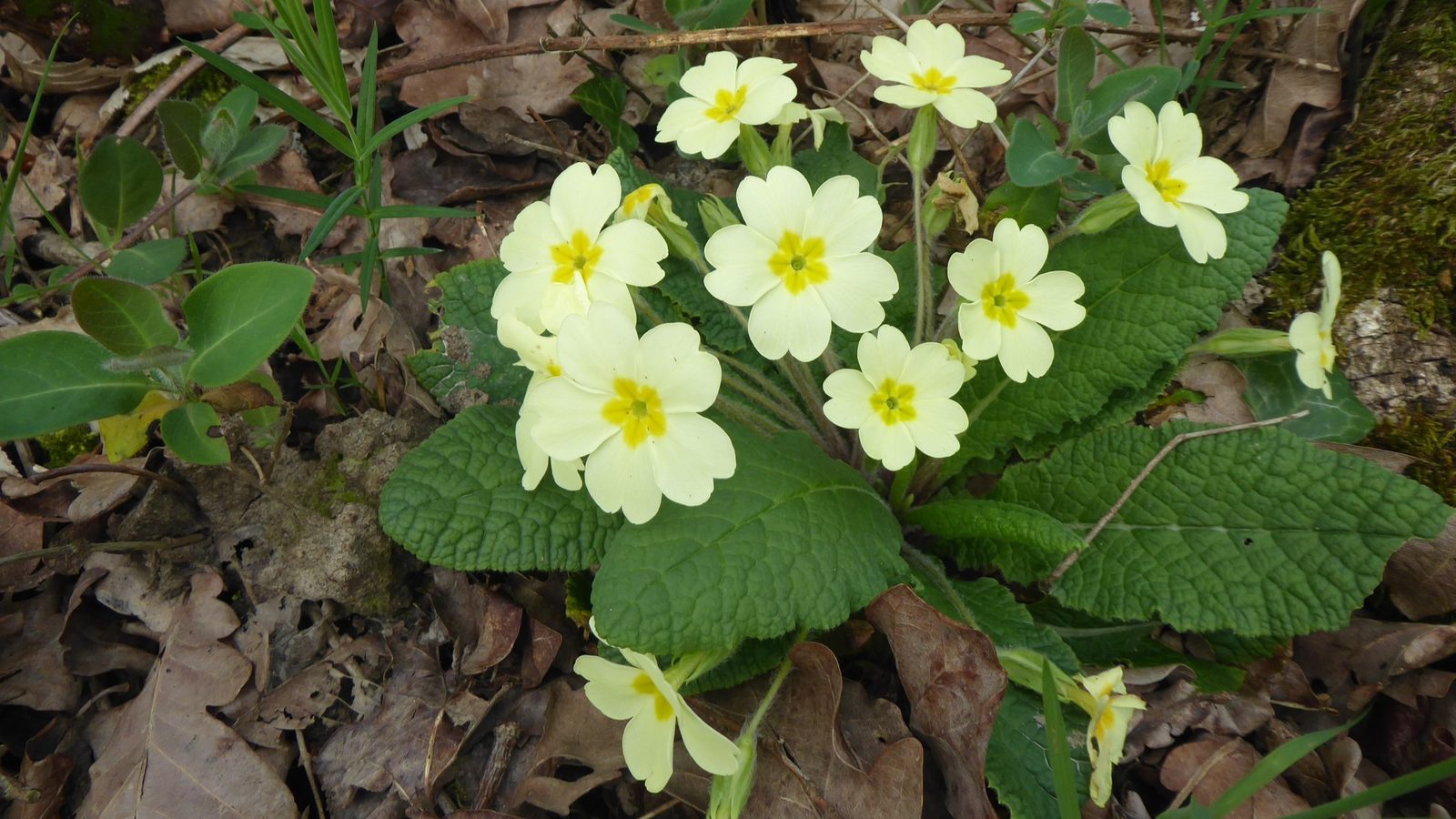 19-Apr London’s Primrose Path Section Image