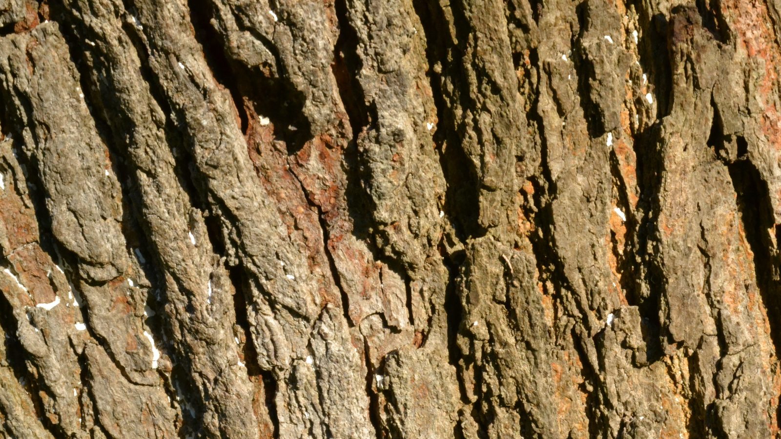19-Jan Winter Tree Barks Section Image