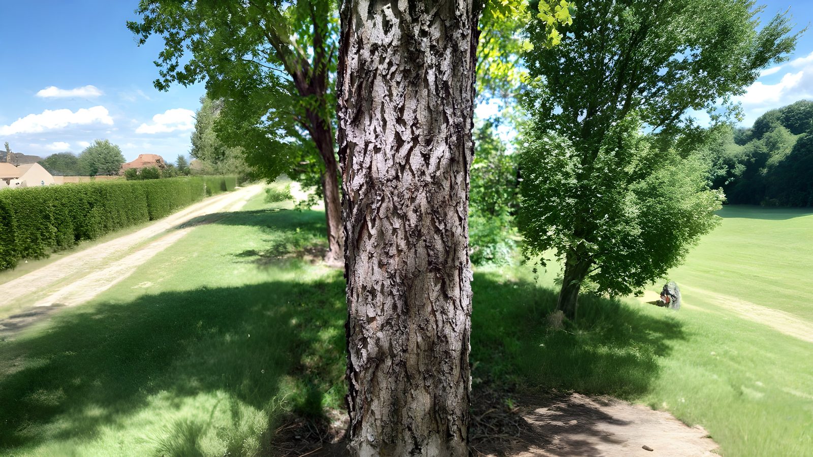 19-Jan Winter Tree Barks Section Image