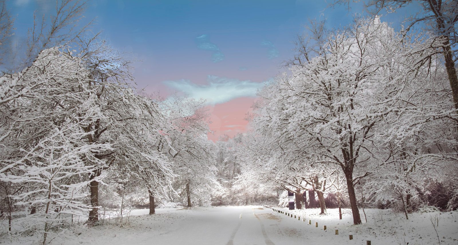 19-Jan Winter Tree Barks Section Image