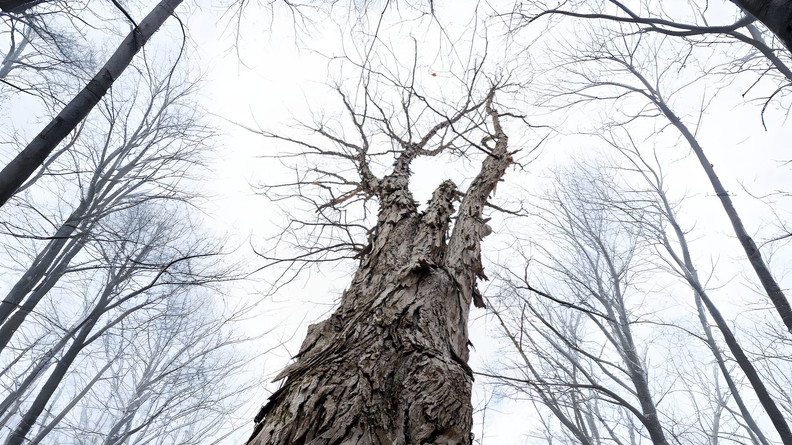 19-Jan Winter Tree Barks Section Image