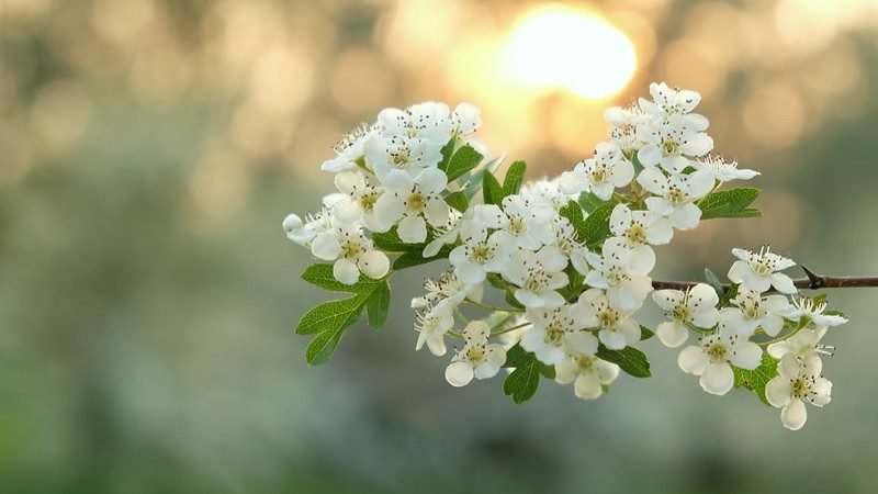 01-May May’s Magic: Blooms & Lore Section Image