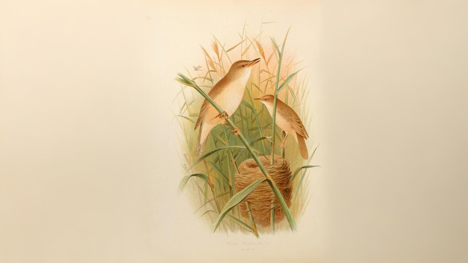 02-May London’s Dawn Chorus Section Image