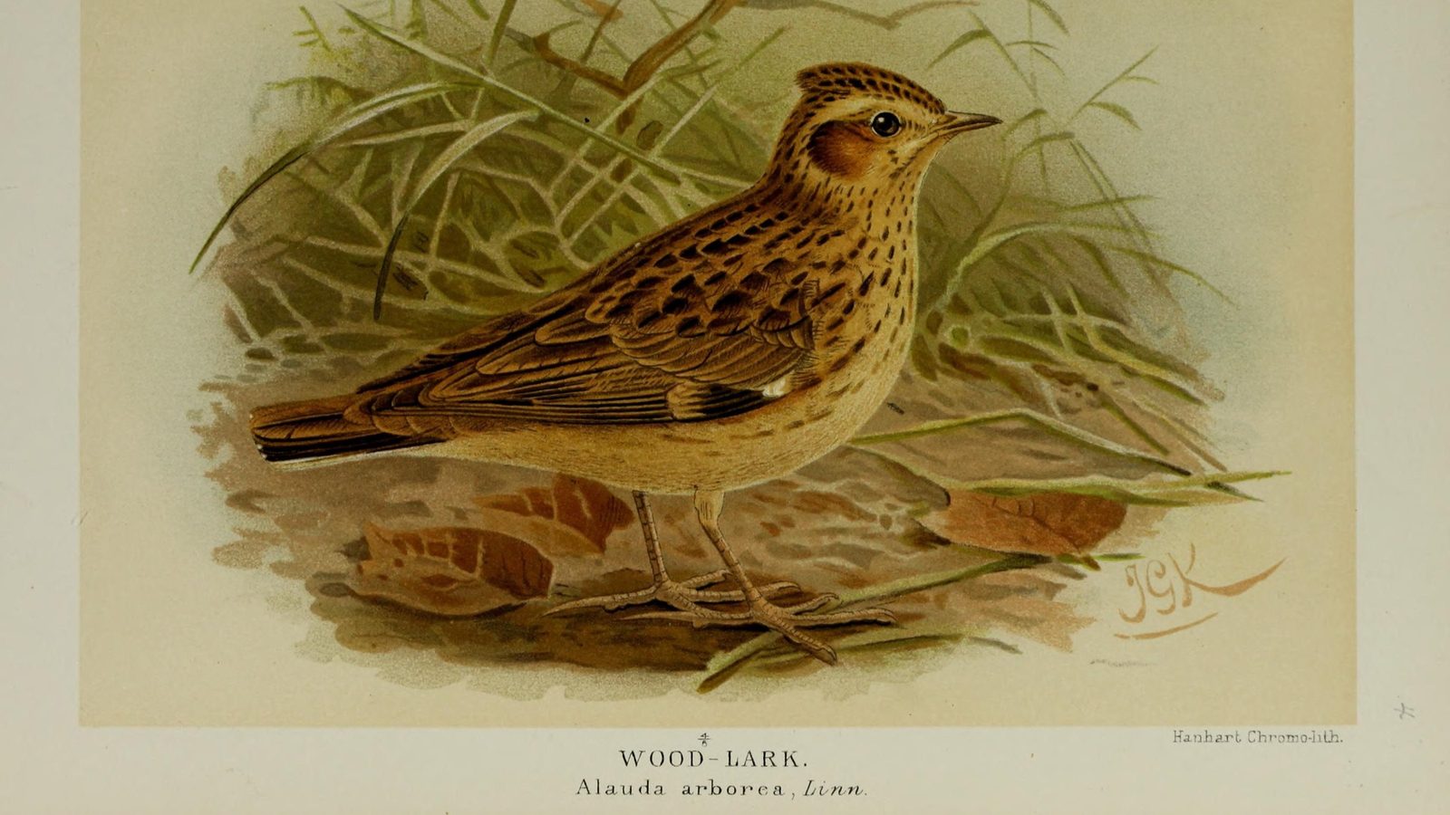 02-May London’s Dawn Chorus Section Image