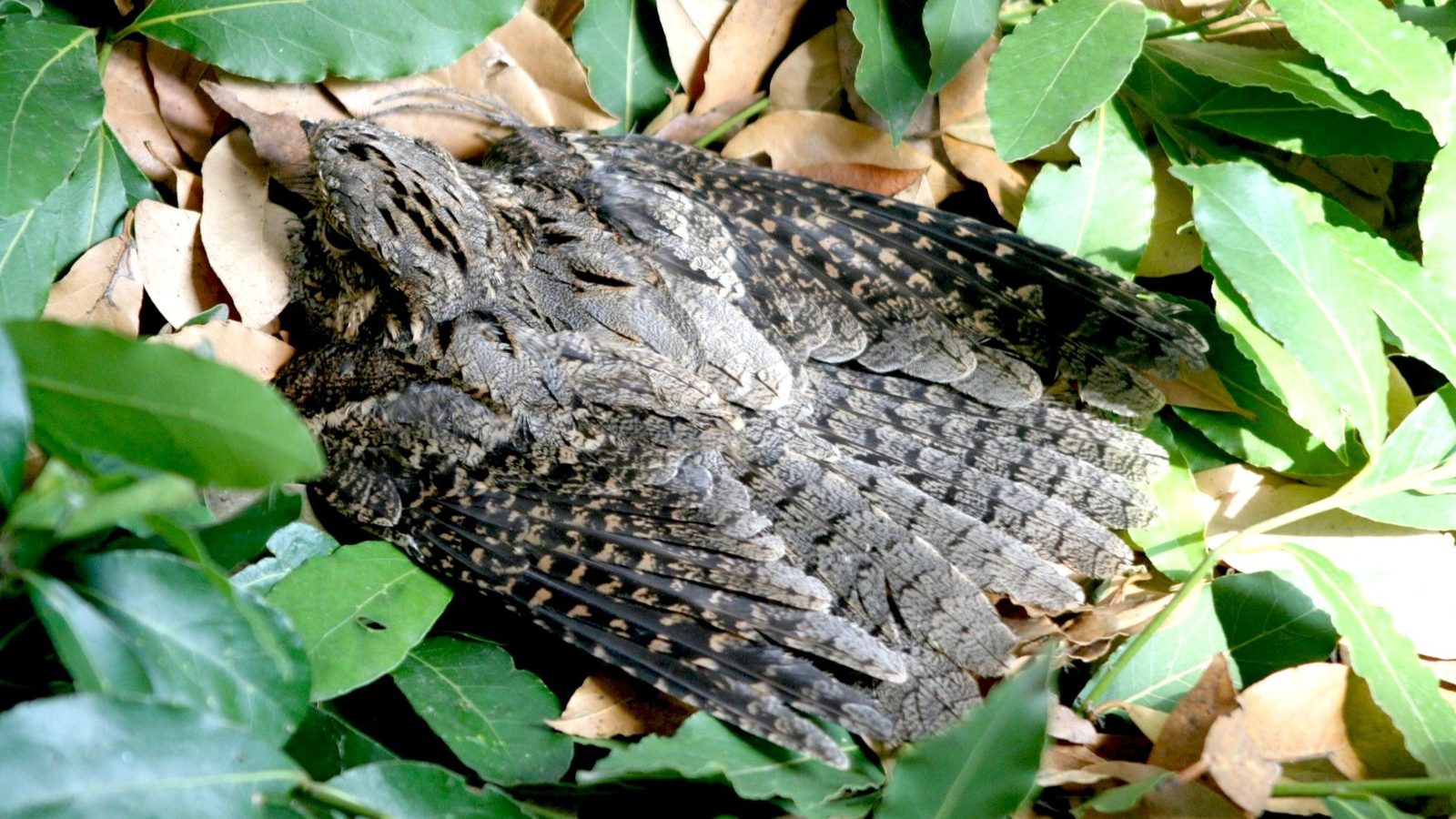 04-May Nightjars & Heathland Harmonies Section Image
