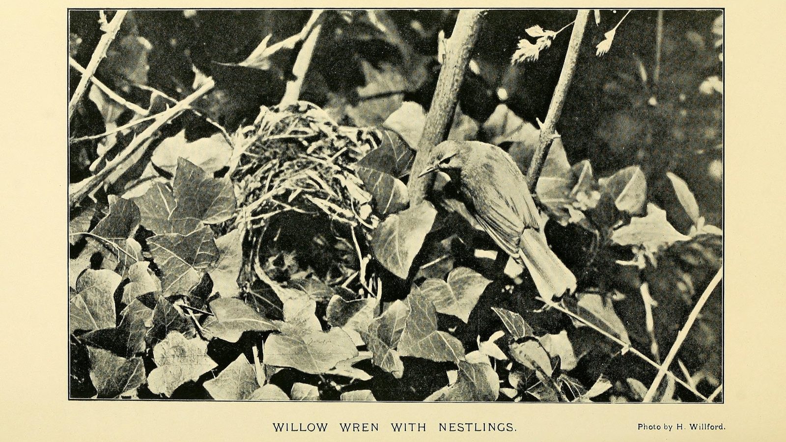 05-May London’s Hidden Nests Section Image