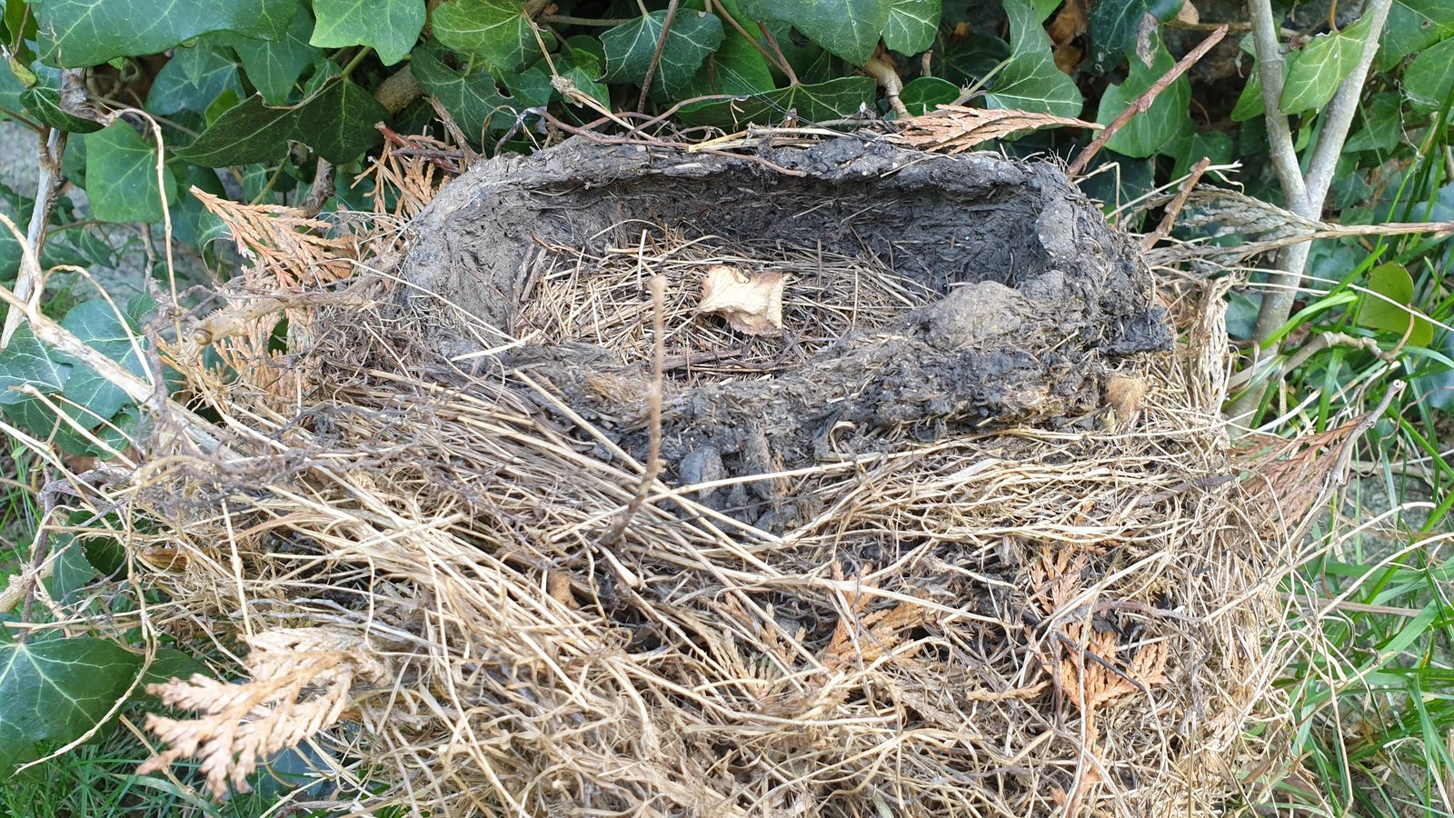 05-May London’s Hidden Nests Section Image