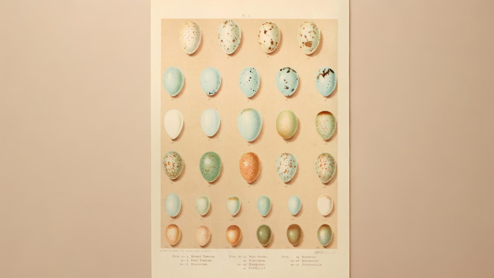 06-May Eggs, Fledglings & Spring’s Burst of Colour Section Image