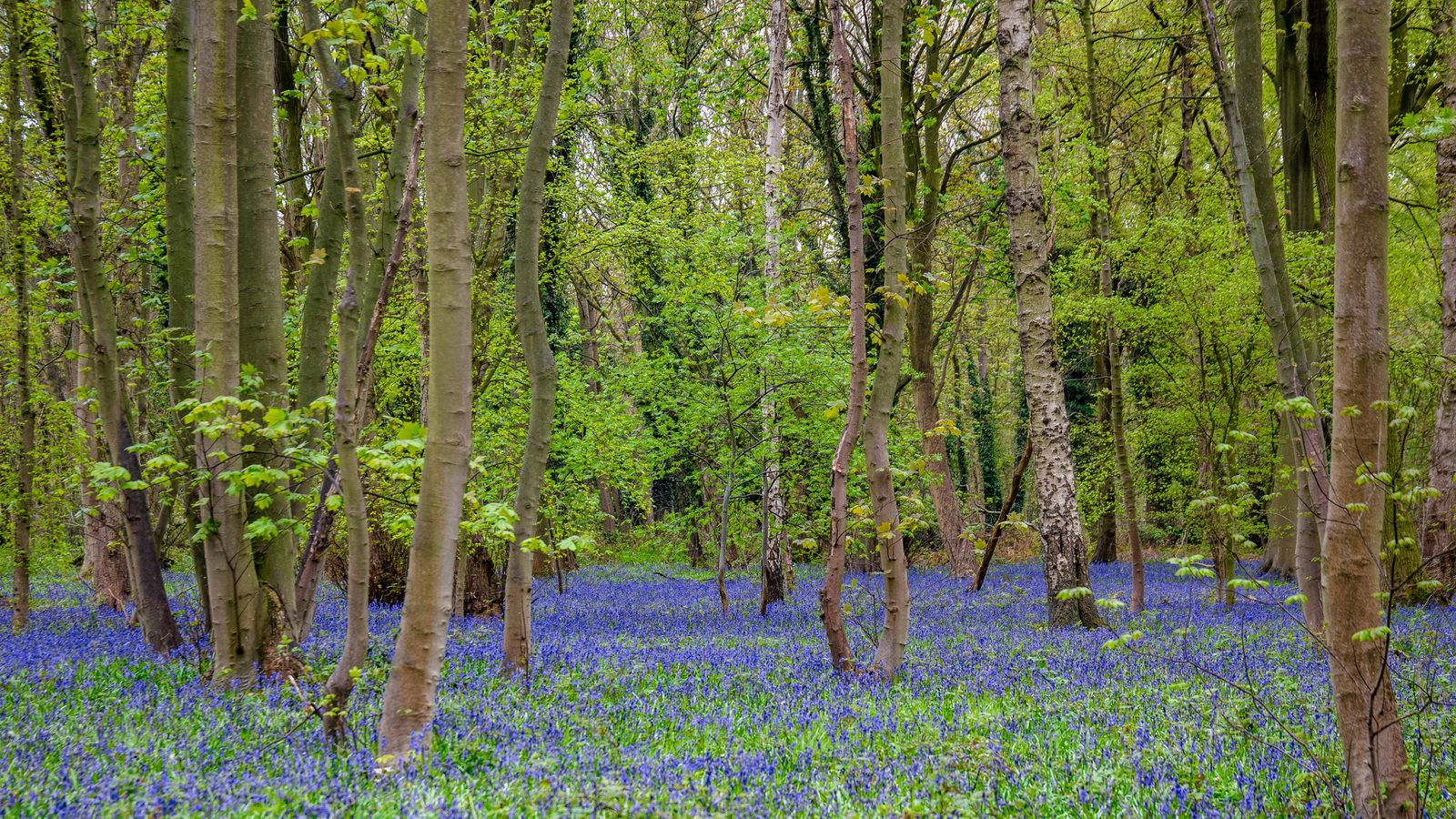 06-May Eggs, Fledglings & Spring’s Burst of Colour Section Image