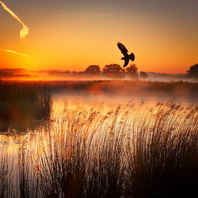 07-May Migrants, Nightingales & London’s Sky Highway