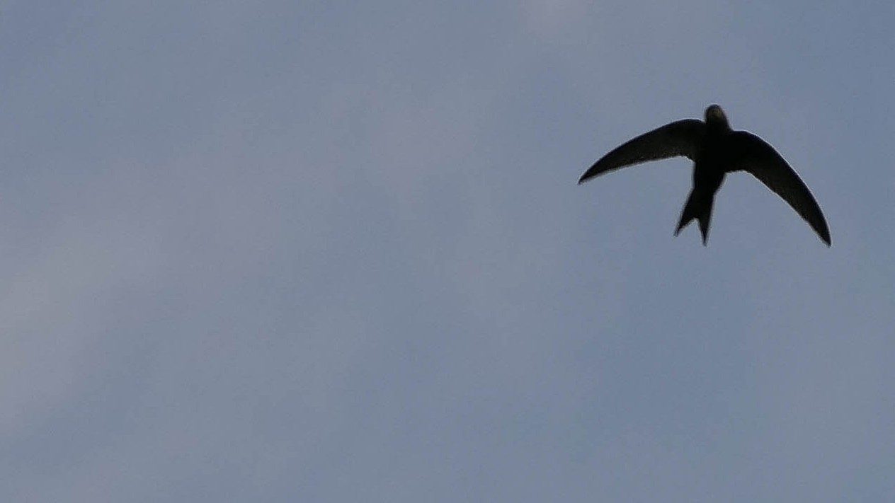 07-May Migrants, Nightingales & London’s Sky Highway Section Image