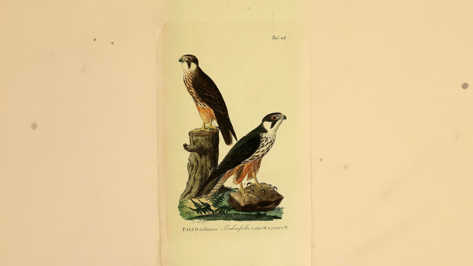 07-May Migrants, Nightingales & London’s Sky Highway Section Image