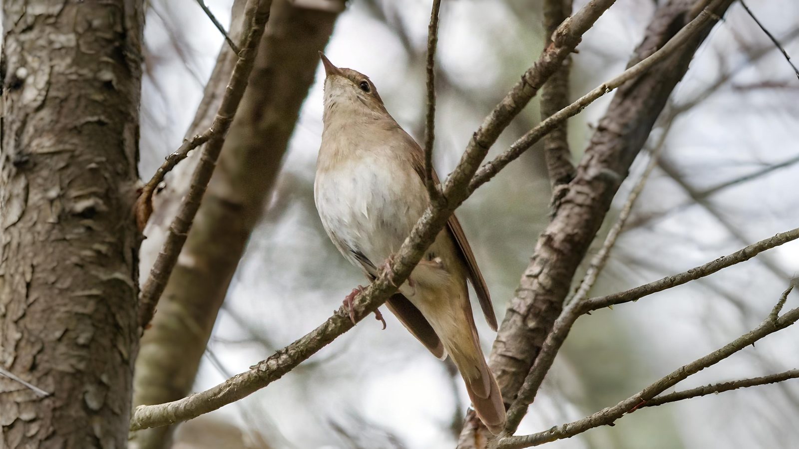 07-May Migrants, Nightingales & London’s Sky Highway Section Image
