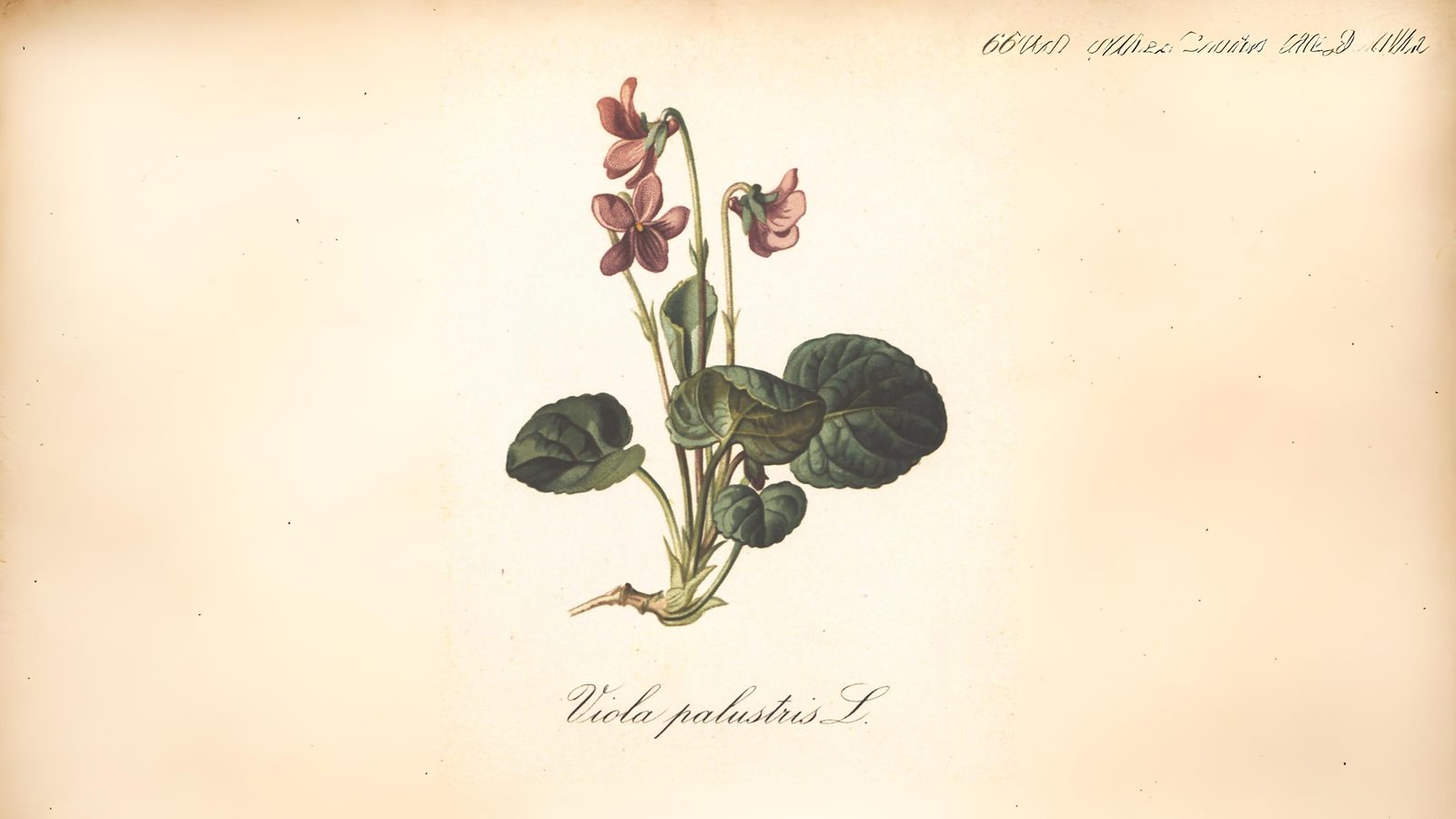 08-May Violet Whispers & Buttercup Tales Section Image