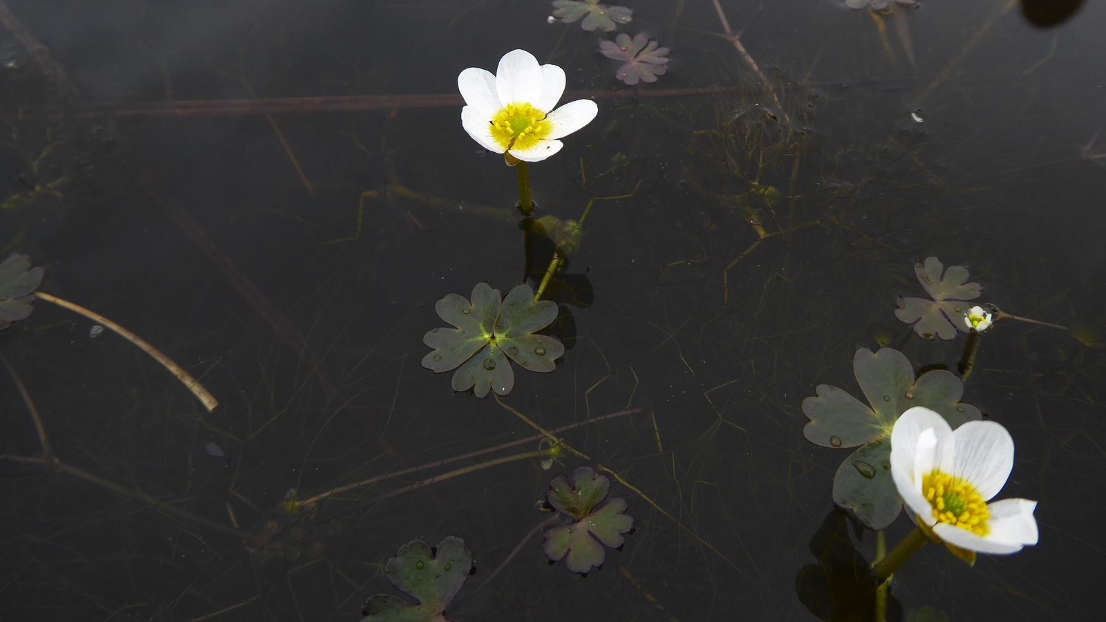 08-May Violet Whispers & Buttercup Tales Section Image