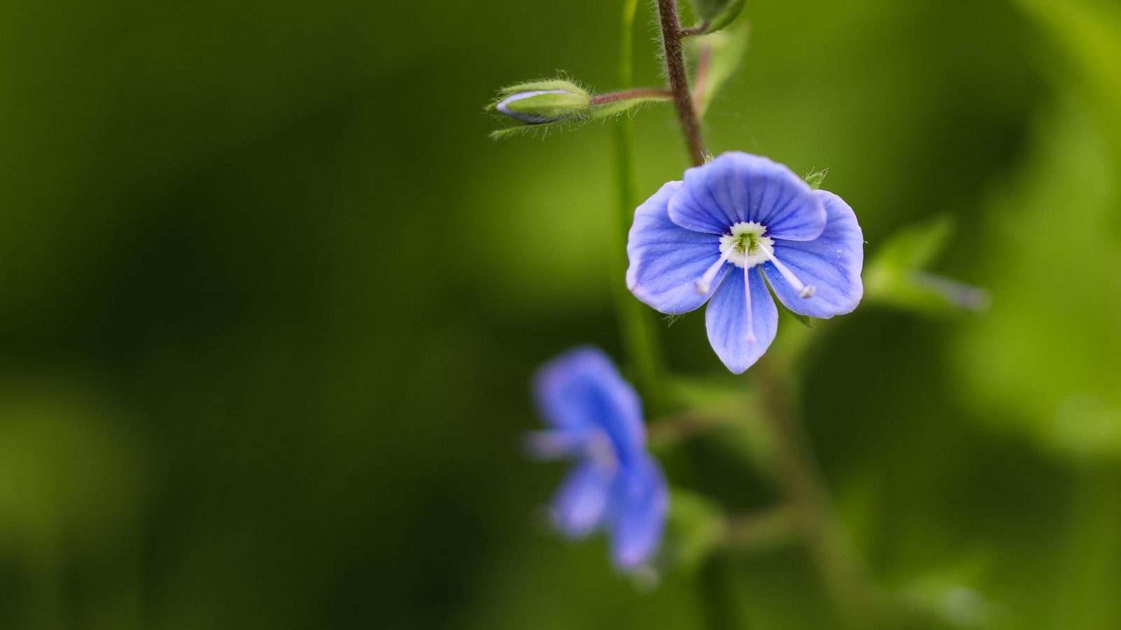 09-May Speedwells & Cranesbills Section Image