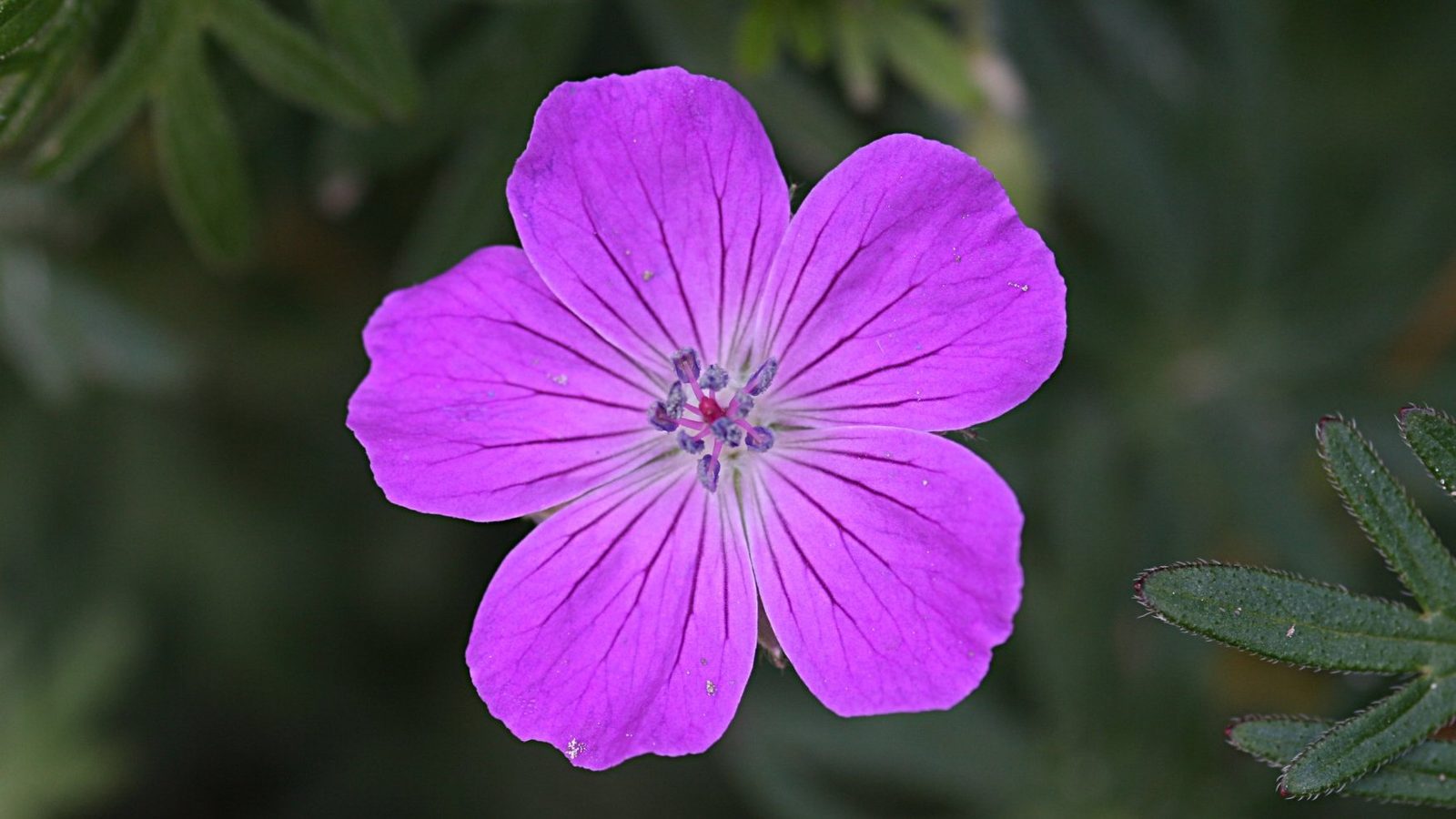 09-May Speedwells & Cranesbills Section Image