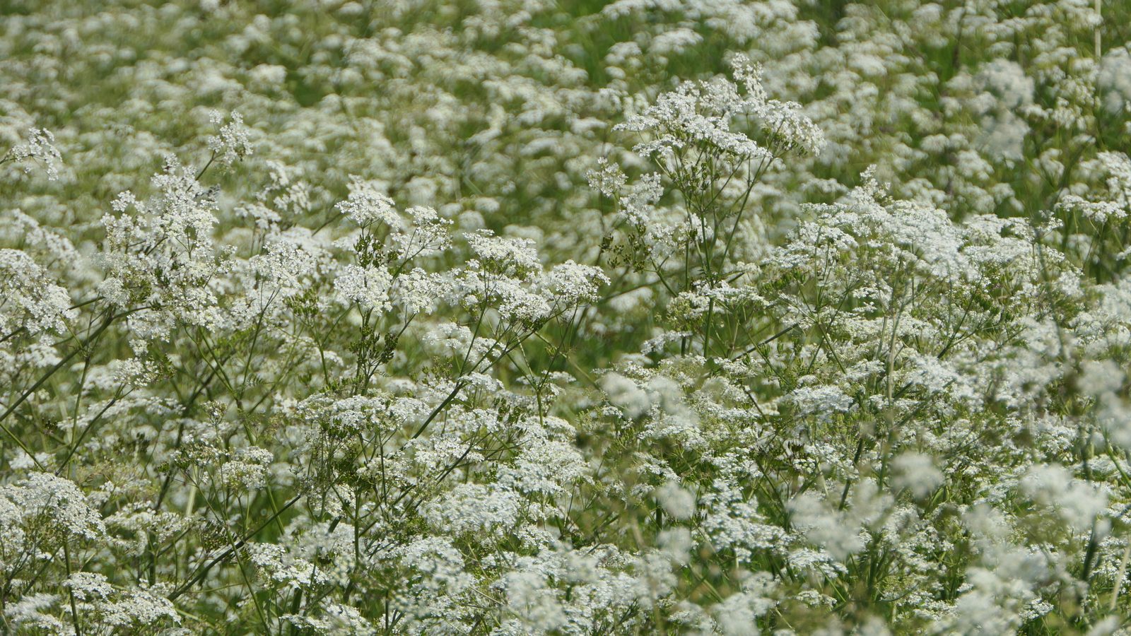 10-Apr Hemlock Horrors & Daisy Deceits: London's Toxic Blooms Section Image
