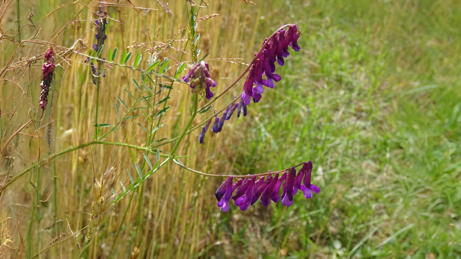 11-May Famine Flowers & Lamb's Toes Section Image