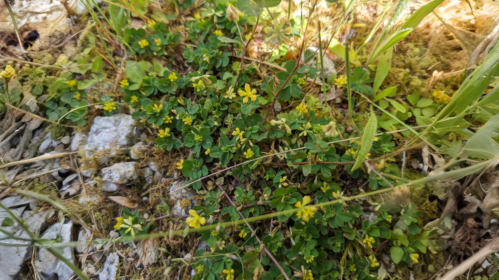 11-May Famine Flowers & Lamb's Toes Section Image