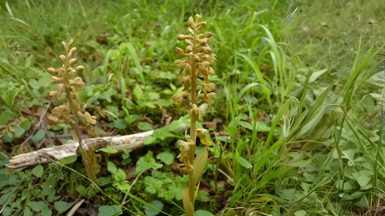 12-May London’s Vanishing Wildflowers Section Image