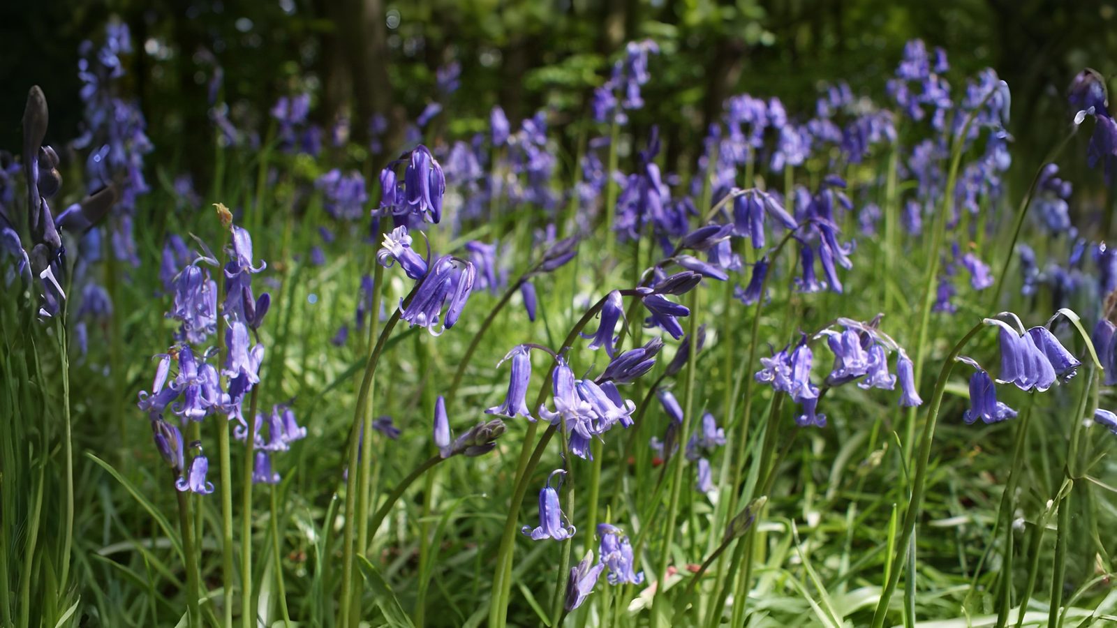 12-May London’s Vanishing Wildflowers Section Image