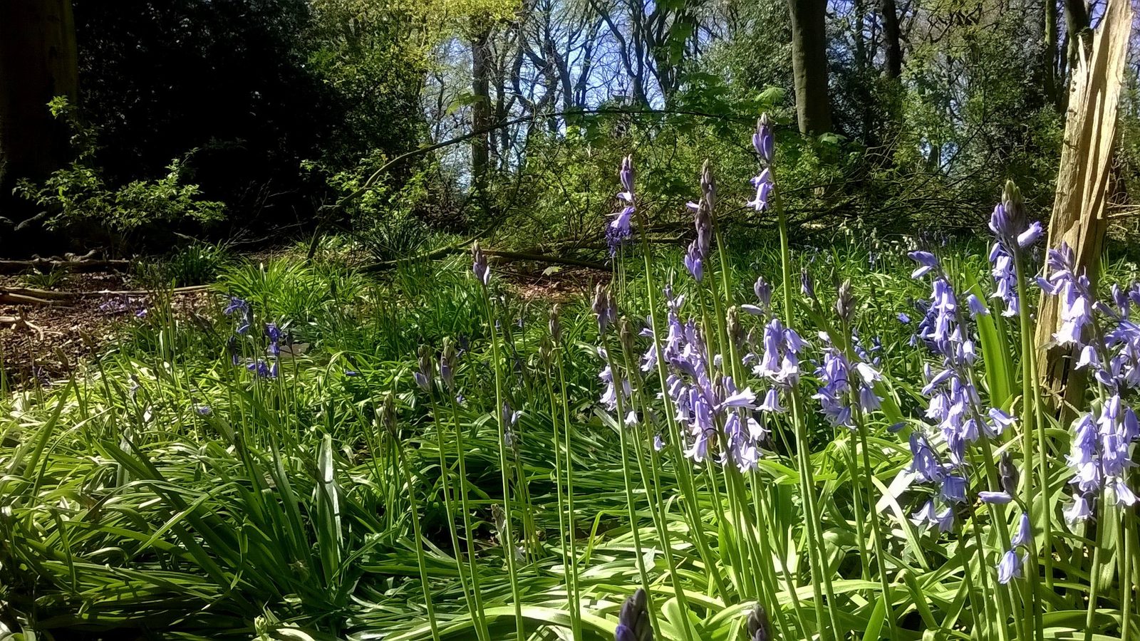 12-May London’s Vanishing Wildflowers Section Image