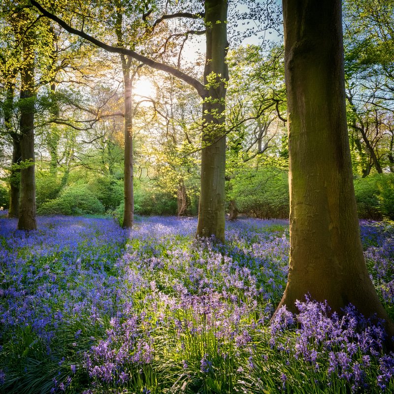 12-May London’s Vanishing Wildflowers