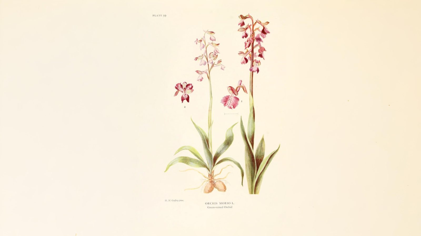 15-May London’s Vanishing Orchids Section Image