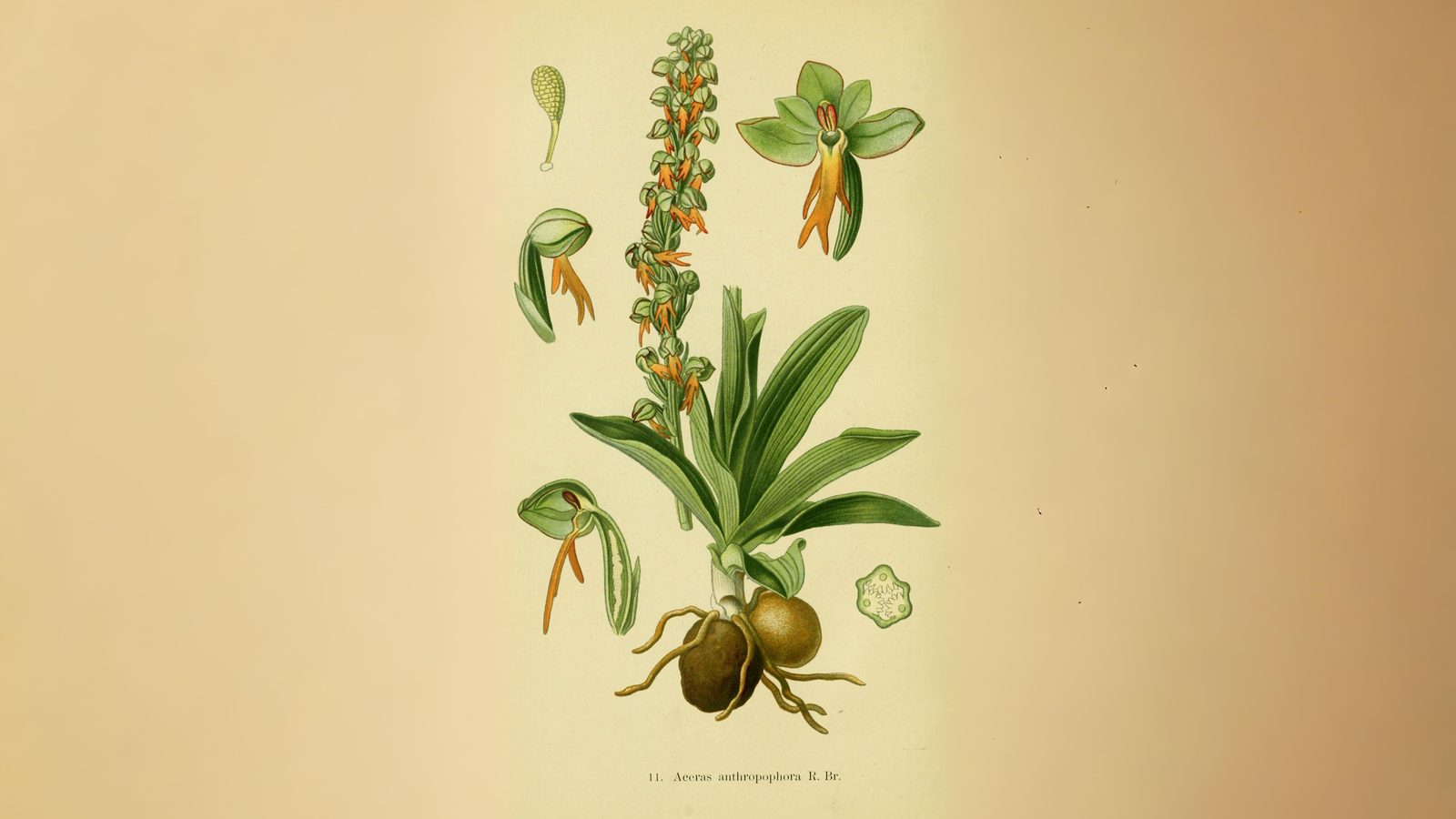 15-May London’s Vanishing Orchids Section Image