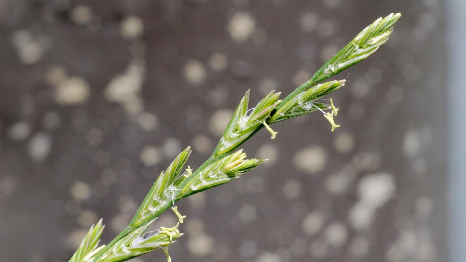16-May London’s Secret Grasses Section Image