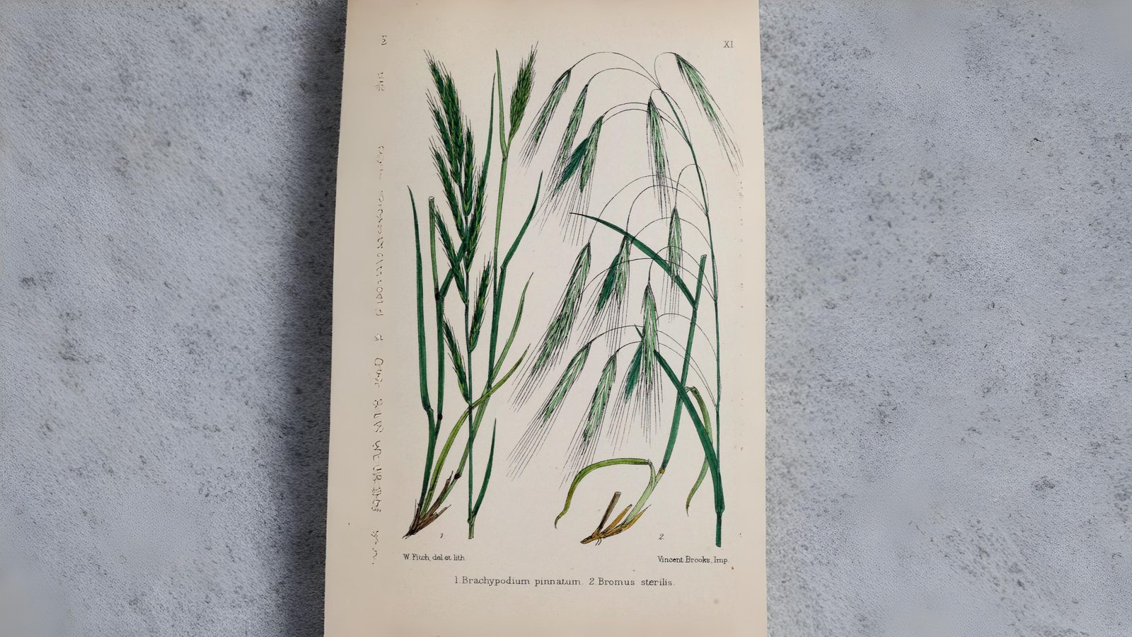 16-May London’s Secret Grasses Section Image