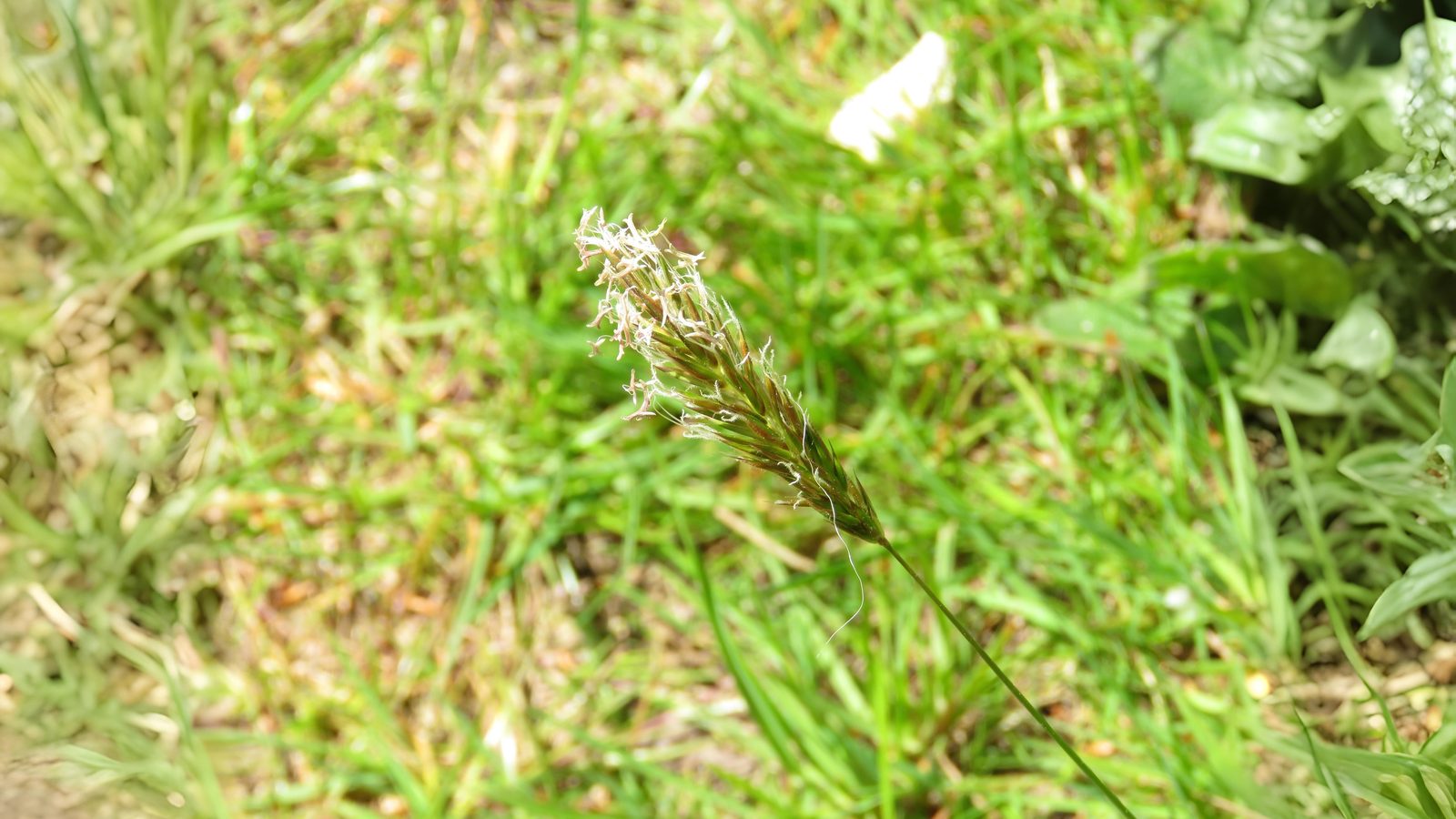16-May London’s Secret Grasses Section Image