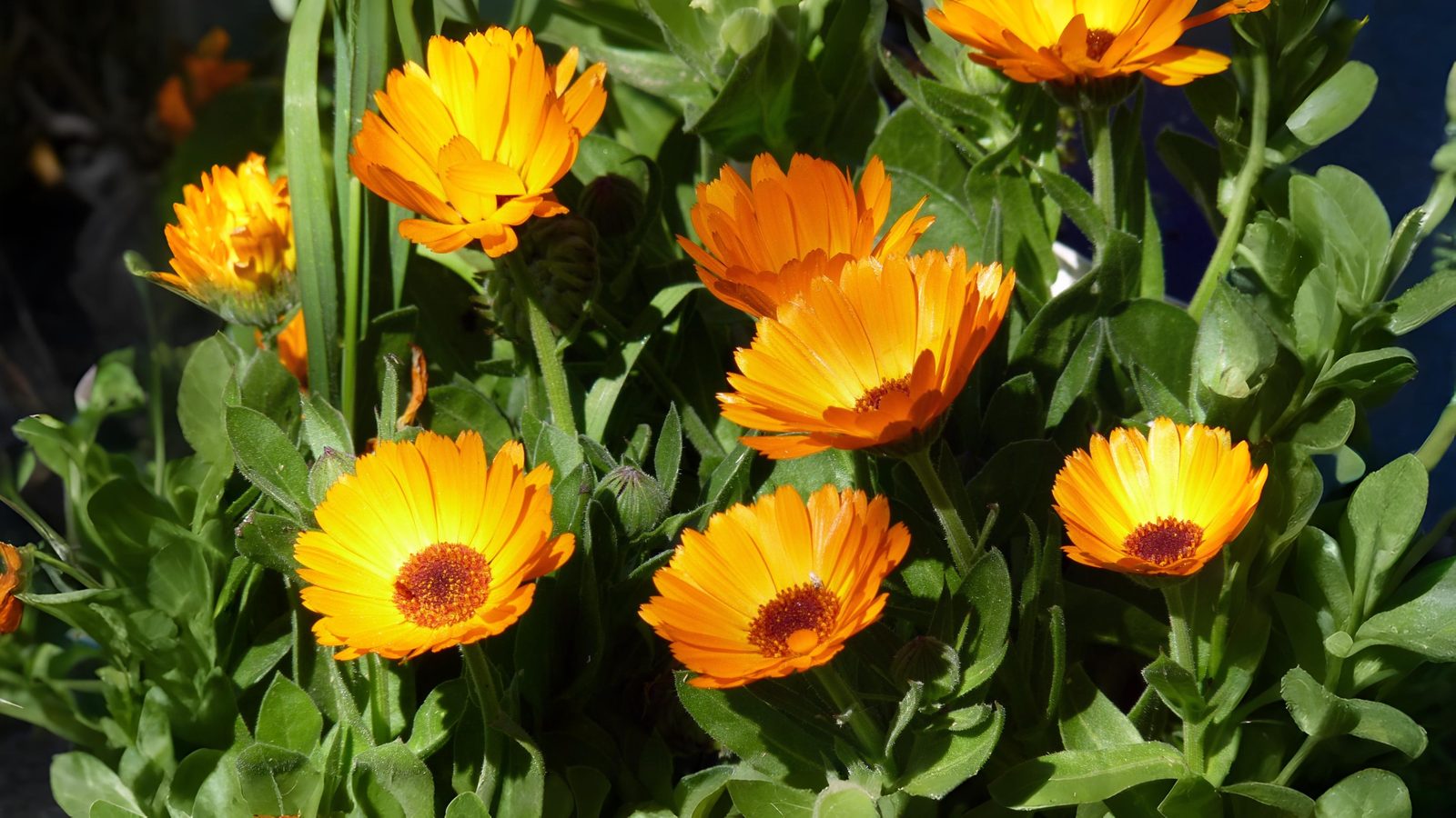 18-May The Lost Language of Flowers Section Image
