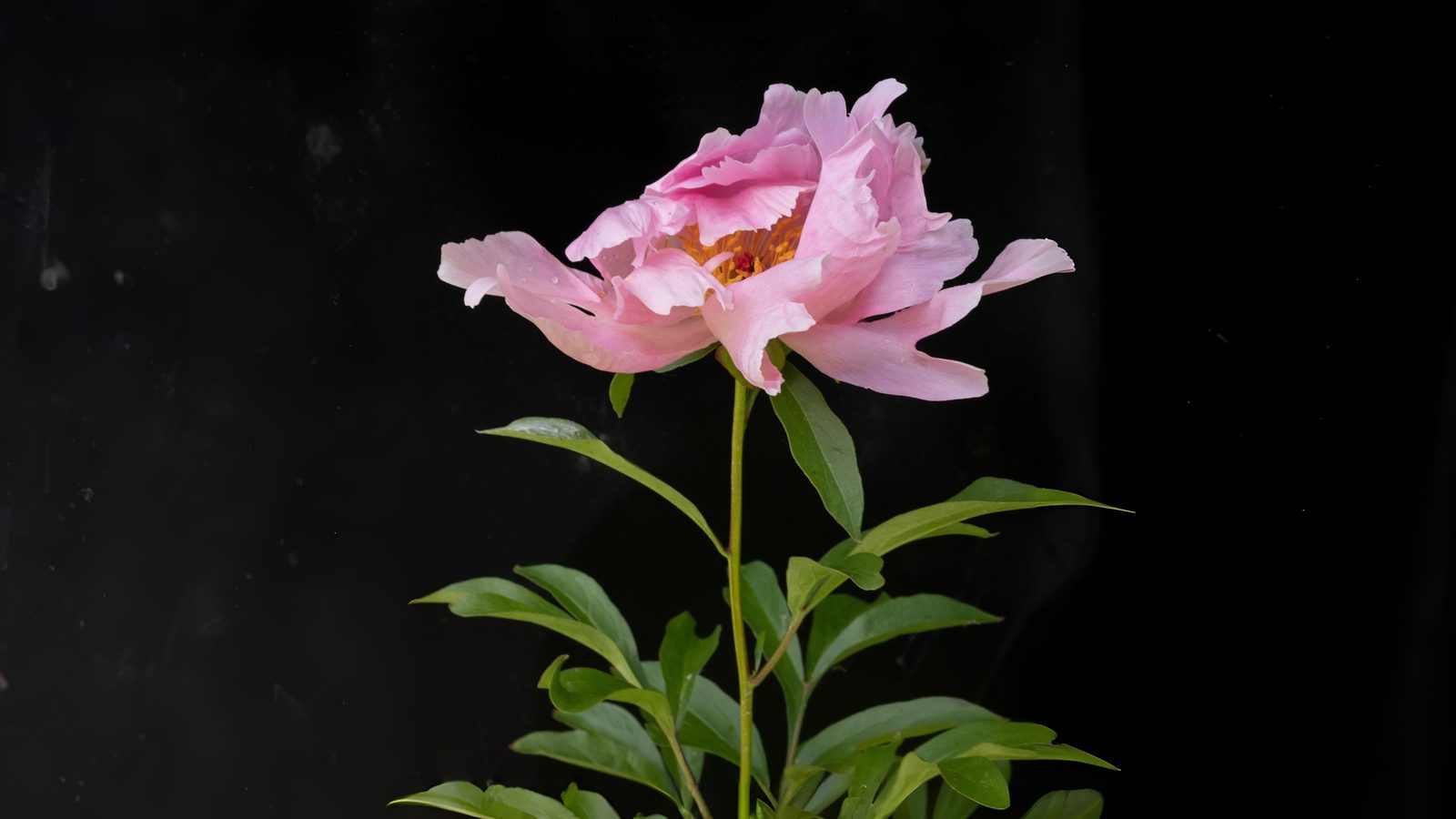 18-May The Lost Language of Flowers Section Image