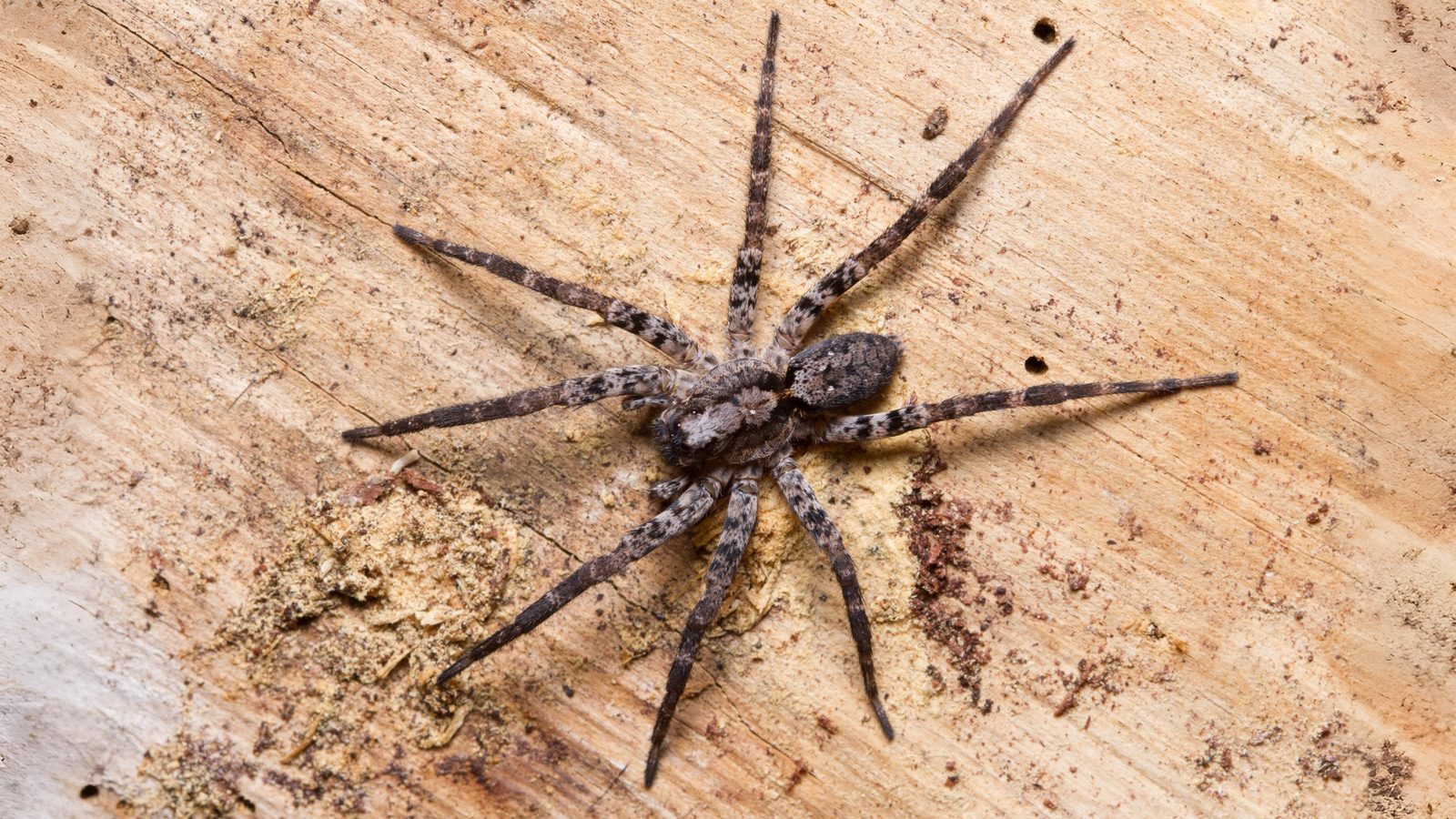19-May Webs, Wool & Wild Rituals Section Image