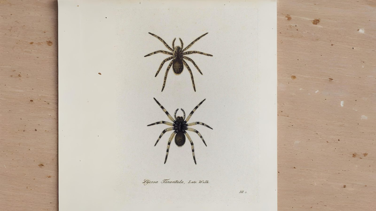 19-May Webs, Wool & Wild Rituals Section Image