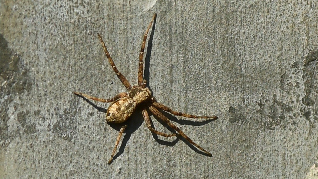 19-May Webs, Wool & Wild Rituals Section Image