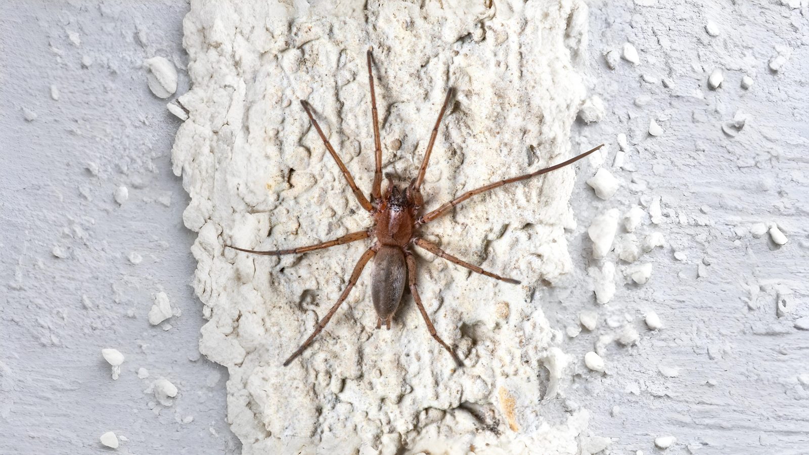 19-May Webs, Wool & Wild Rituals Section Image