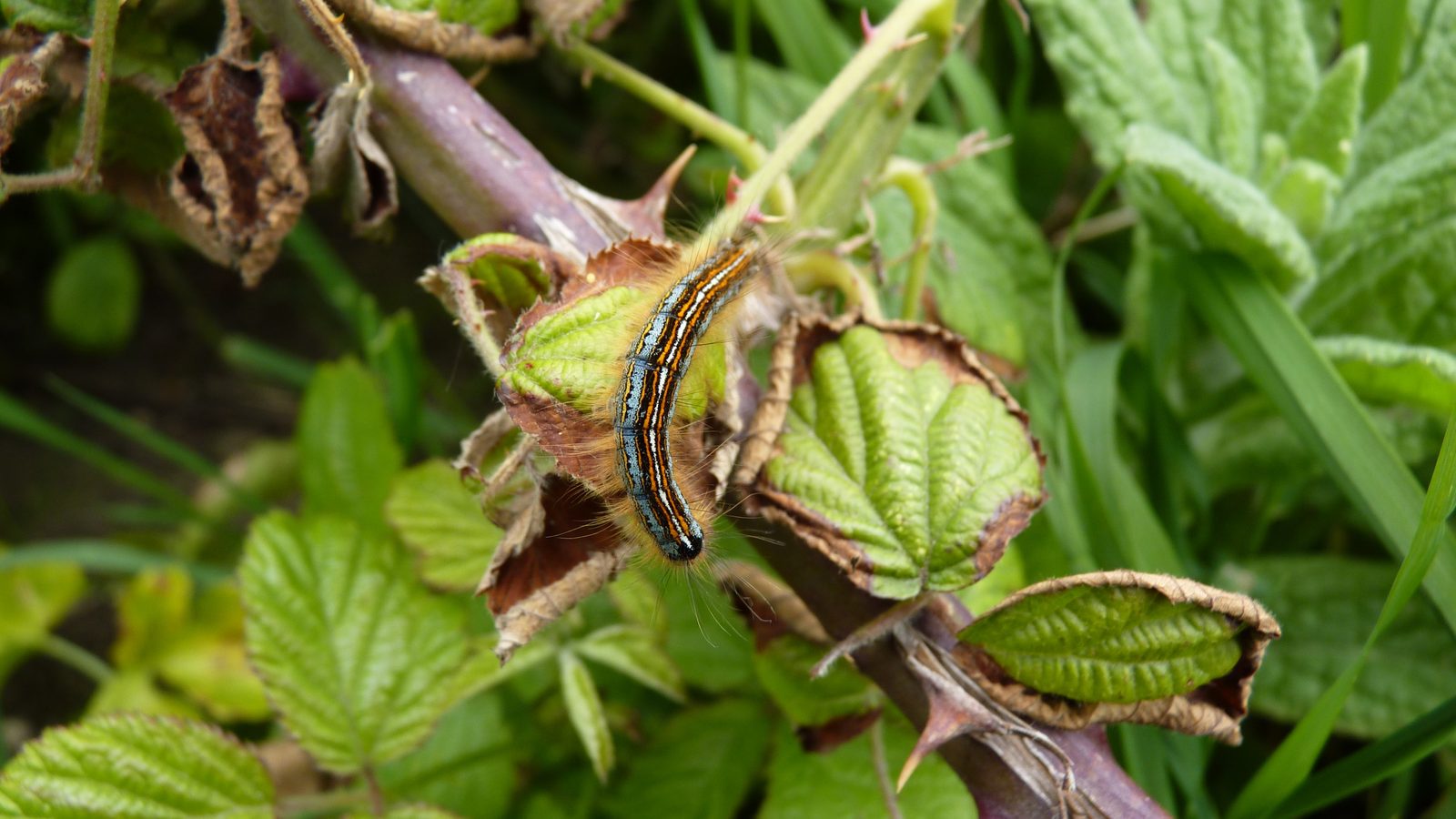 19-May Webs, Wool & Wild Rituals Section Image