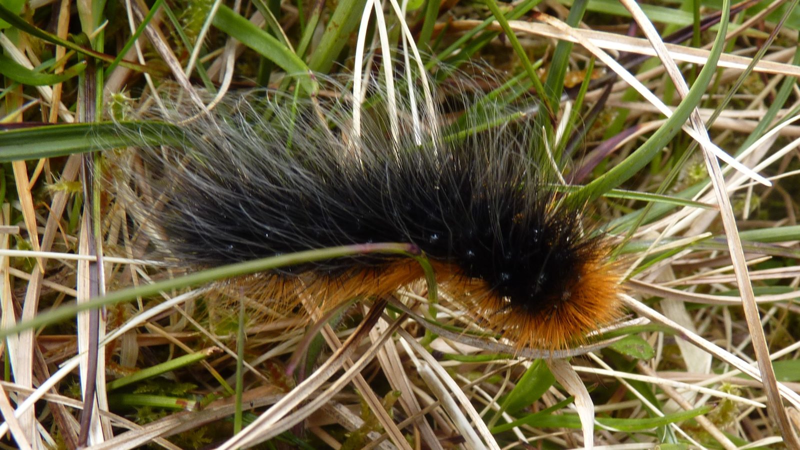 19-May Webs, Wool & Wild Rituals Section Image