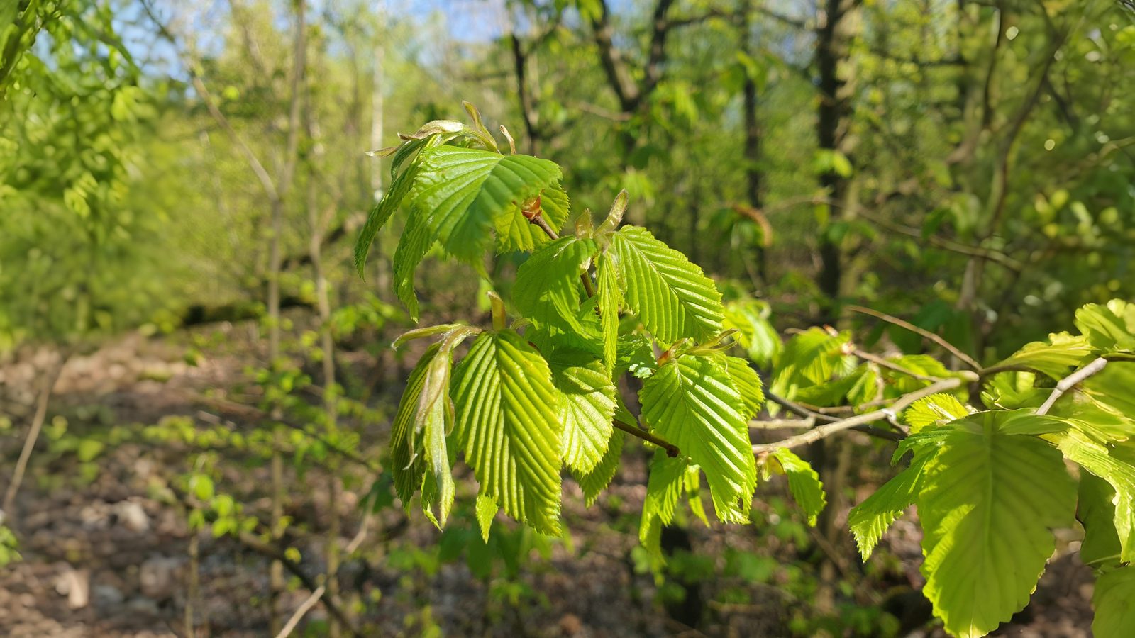 20-May London’s May Trees: Secrets of the Urban Canopy Section Image