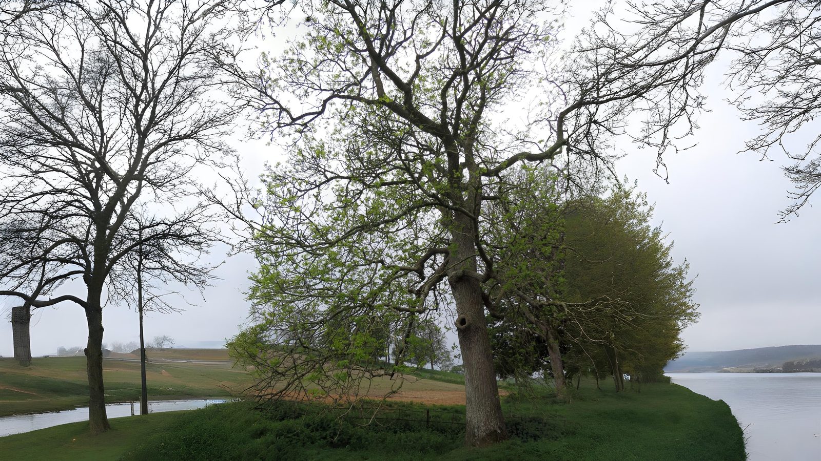 20-May London’s May Trees: Secrets of the Urban Canopy Section Image