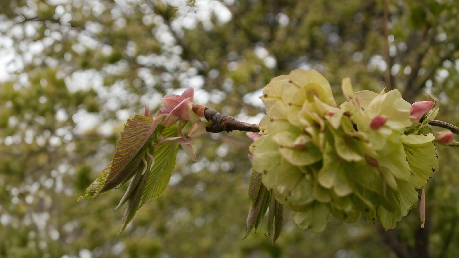 20-May London’s May Trees: Secrets of the Urban Canopy Section Image