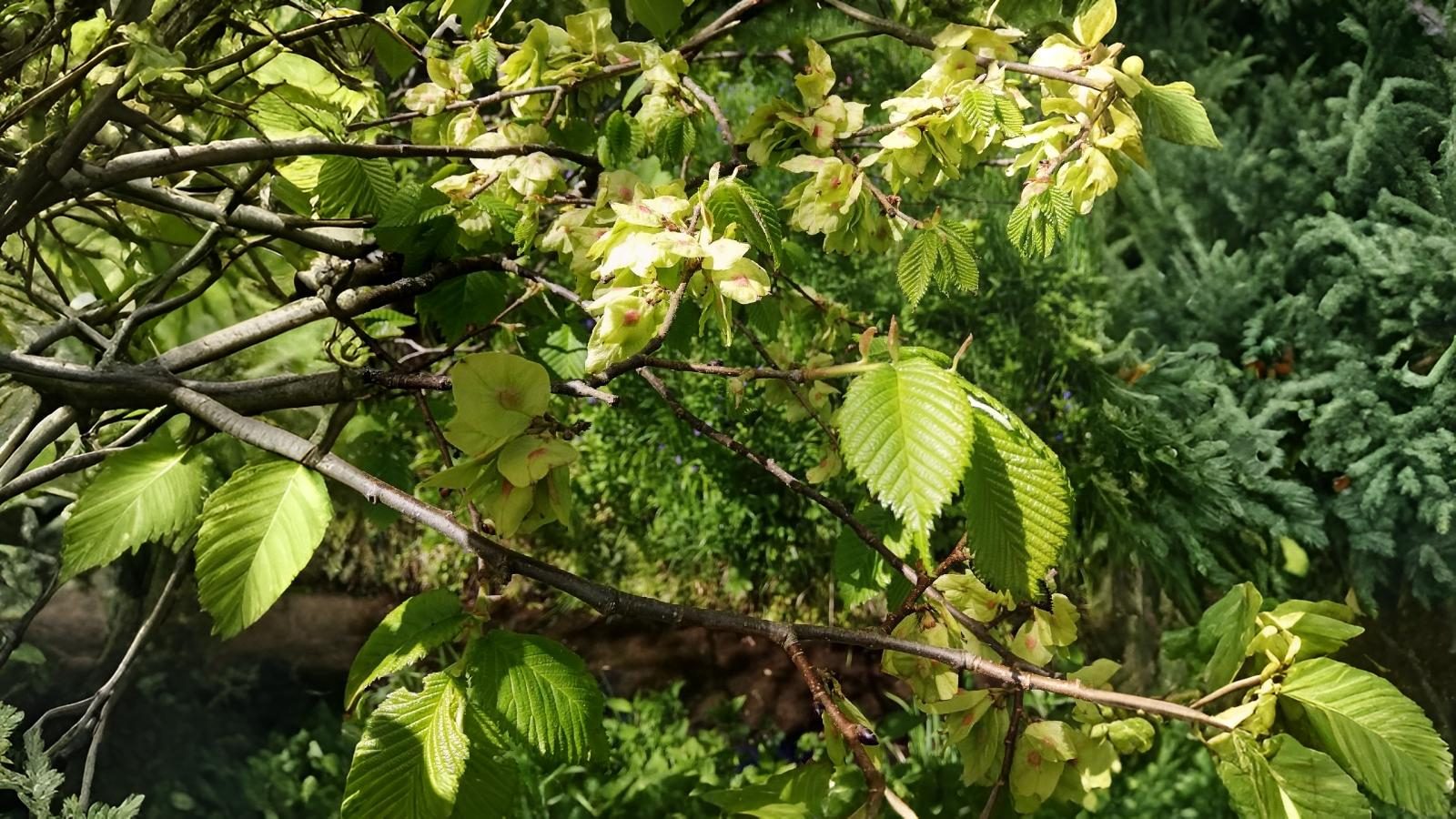 20-May London’s May Trees: Secrets of the Urban Canopy Section Image