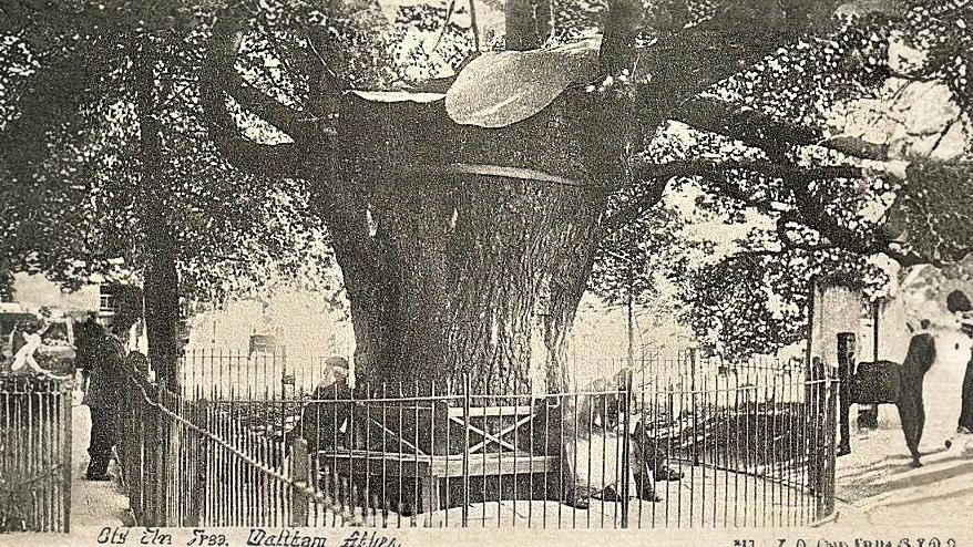 20-May London’s May Trees: Secrets of the Urban Canopy Section Image
