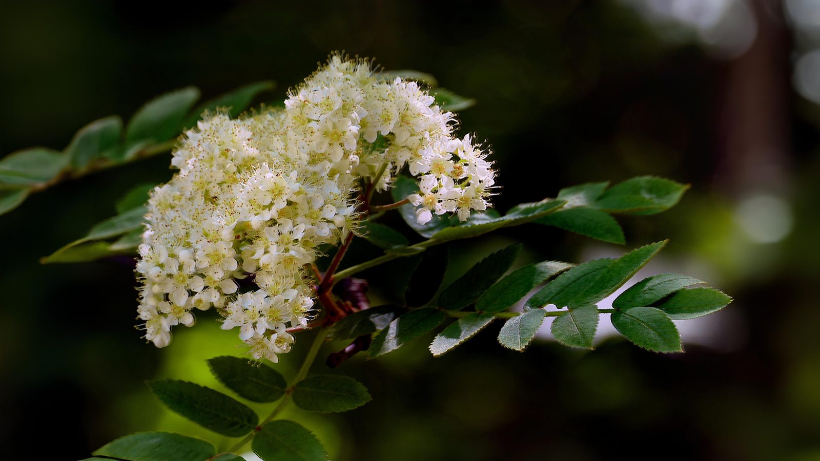 21-May London’s Sorbus Secrets: Hybrids, Rarities & Floral Curiosities Section Image