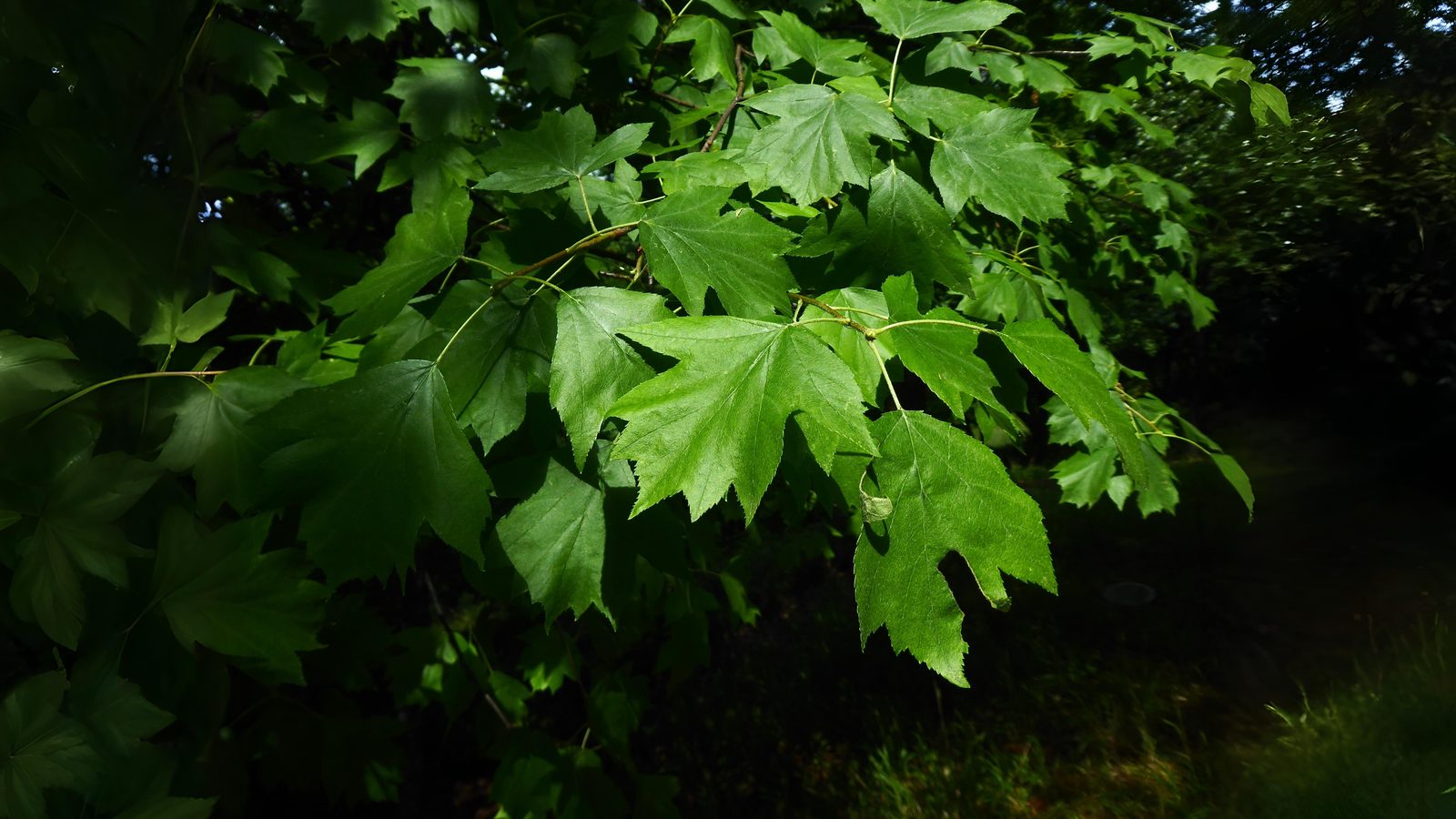 21-May London’s Sorbus Secrets: Hybrids, Rarities & Floral Curiosities Section Image